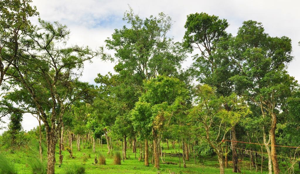 Punarjani Ayurvedic Resorts Ramakkalmedu Luaran gambar